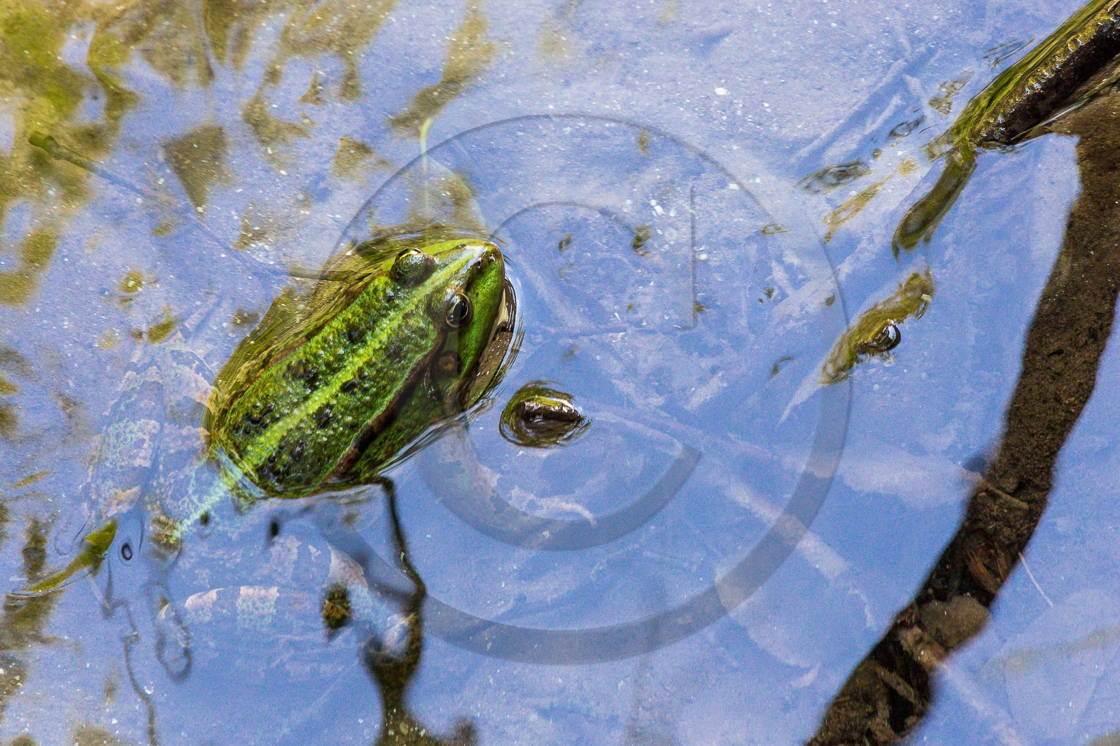 ENS de l'Isère, Marais de Chirens