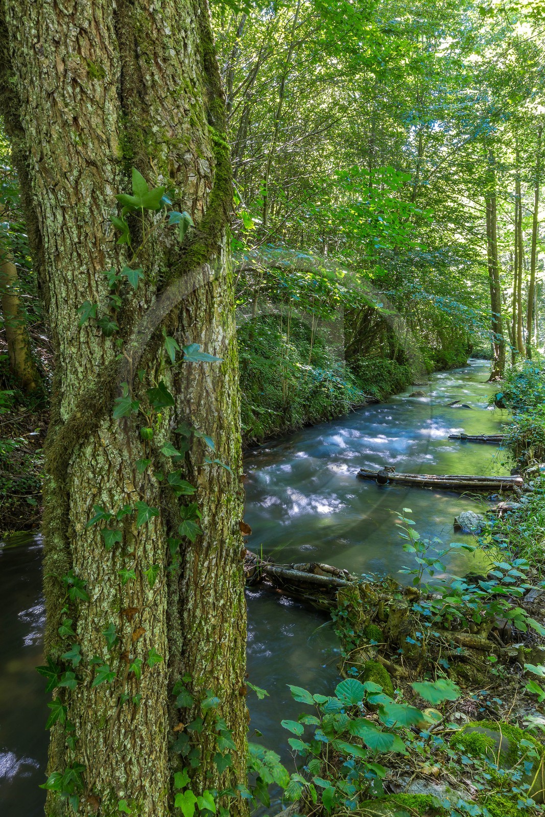 ENS de l'Isère, étang de Cote Manin