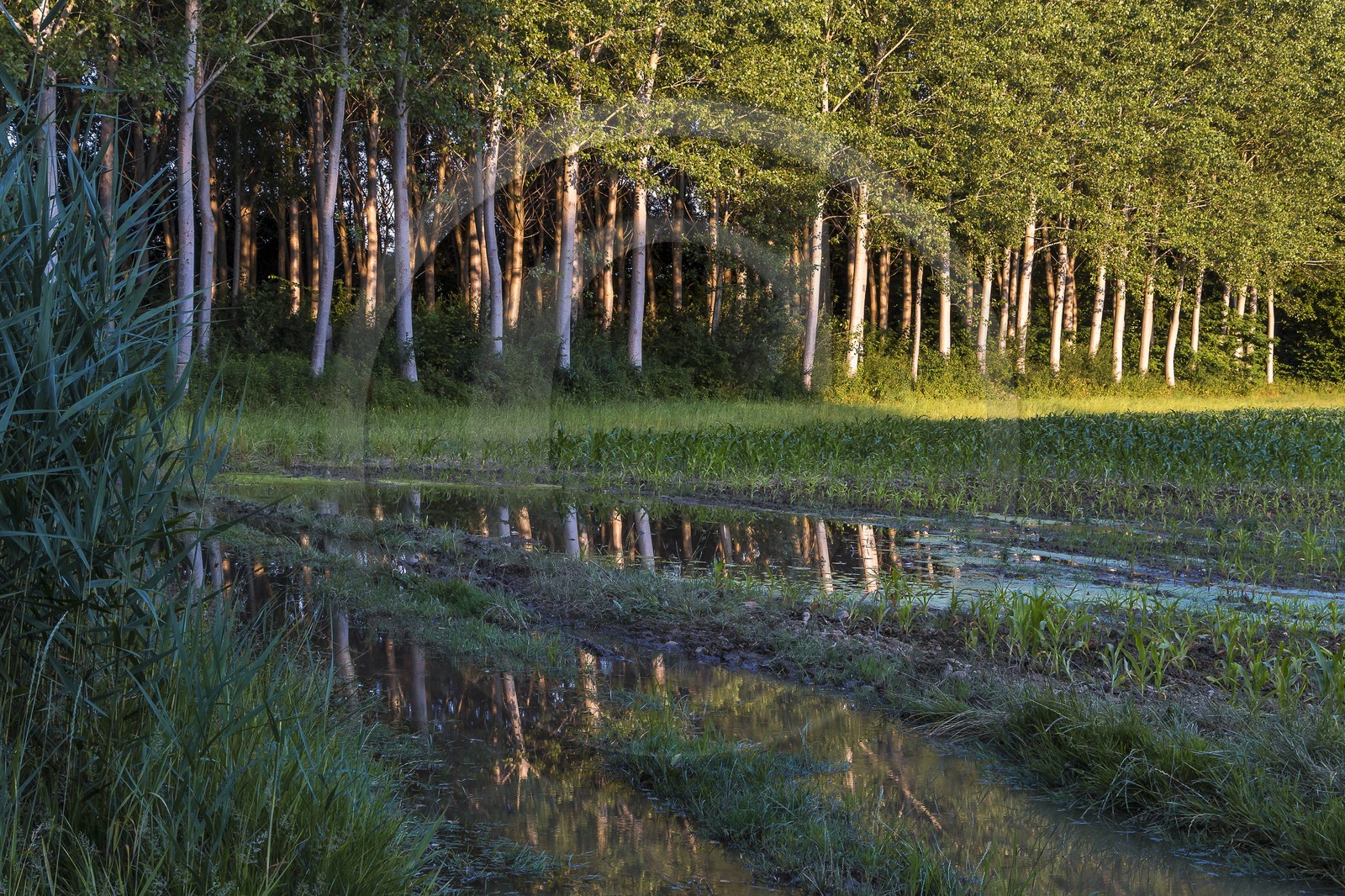ENS de l'Isère, Prairies inondables de Pont-Évêque