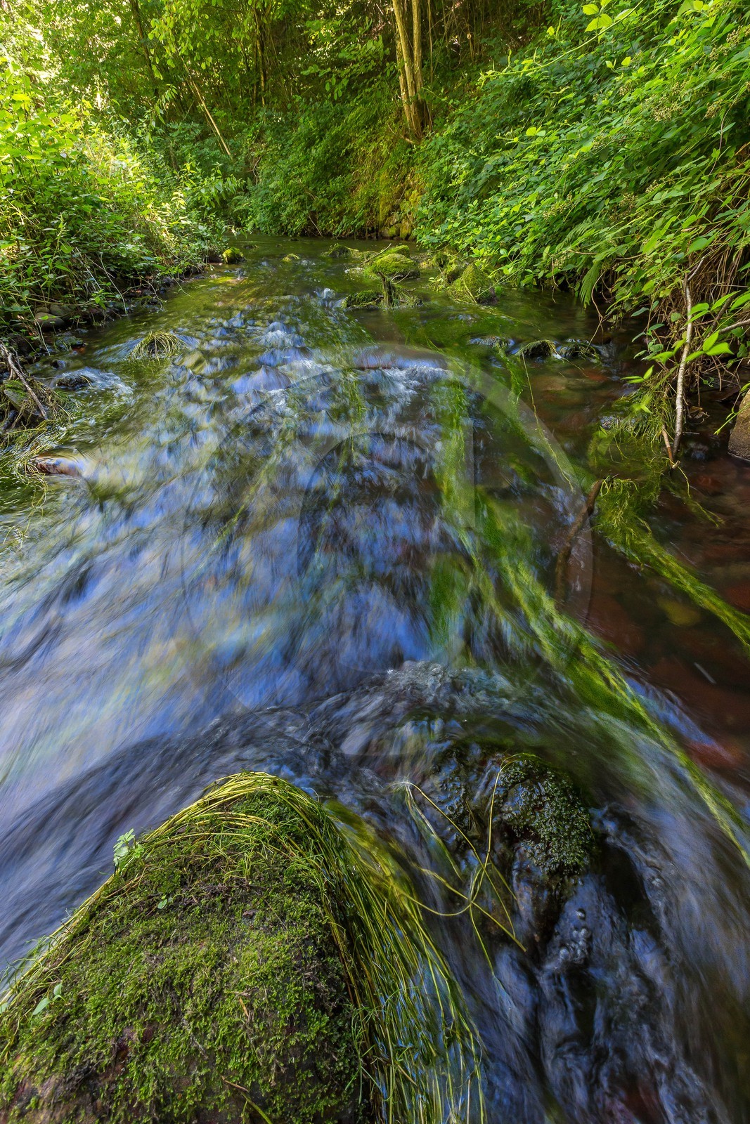 ENS de l'Isère, étang de Cote Manin