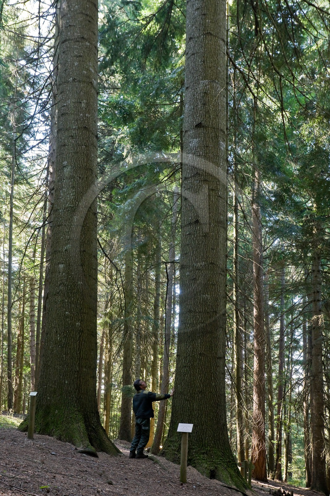 Parc national des Cévennes, forêt du Mont Aigoual, Les 2 géants de la Foux, Sapin de Vancouver, Abies Grandis