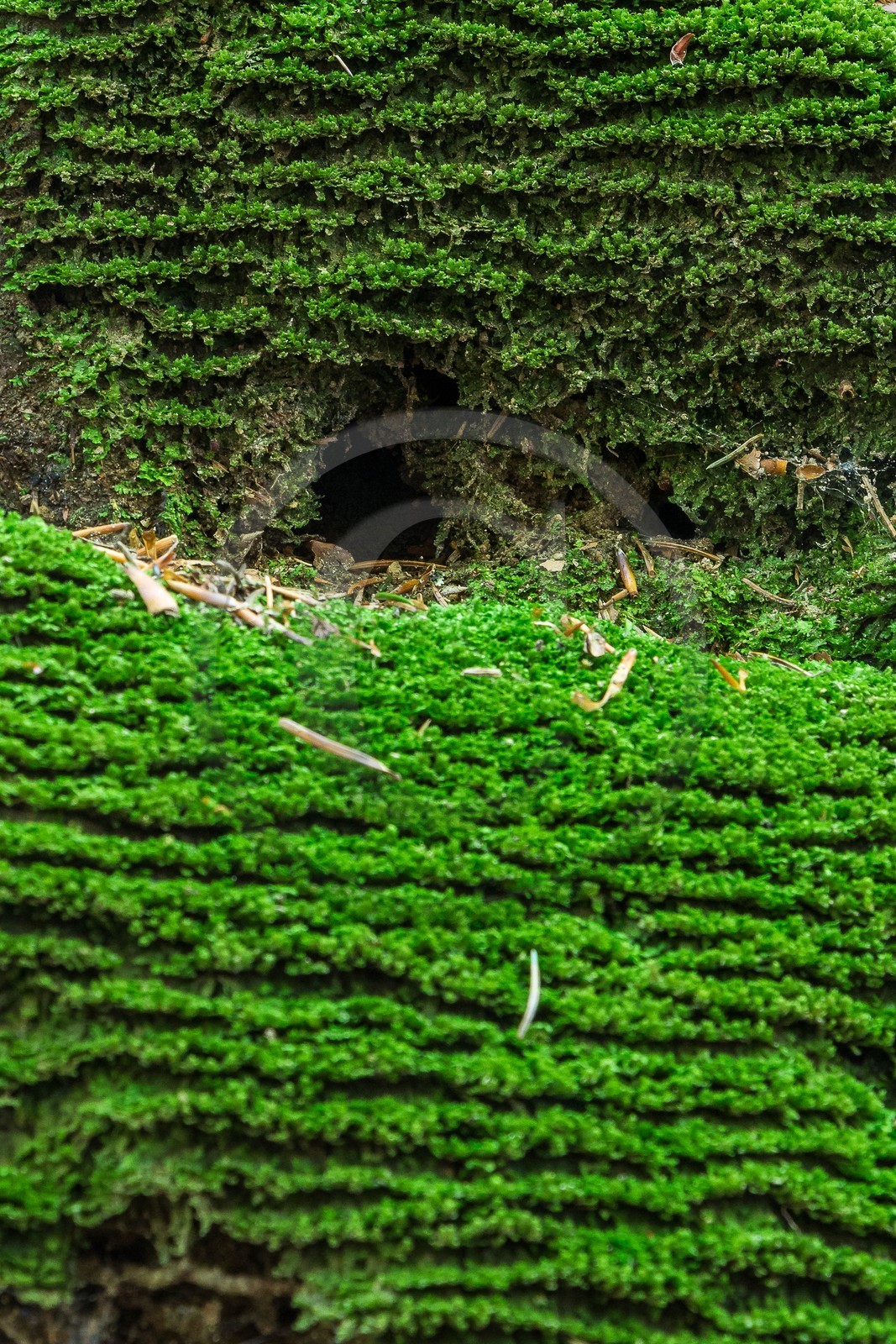 ENS de l'Isère, Les Ecouges