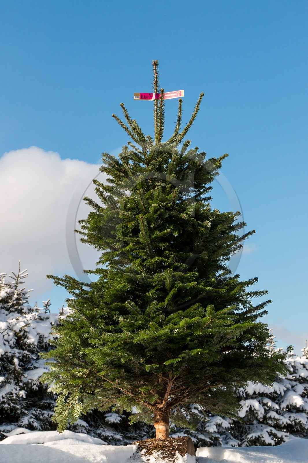 Pépinière Robin, sapin de Noël, sapin diamant