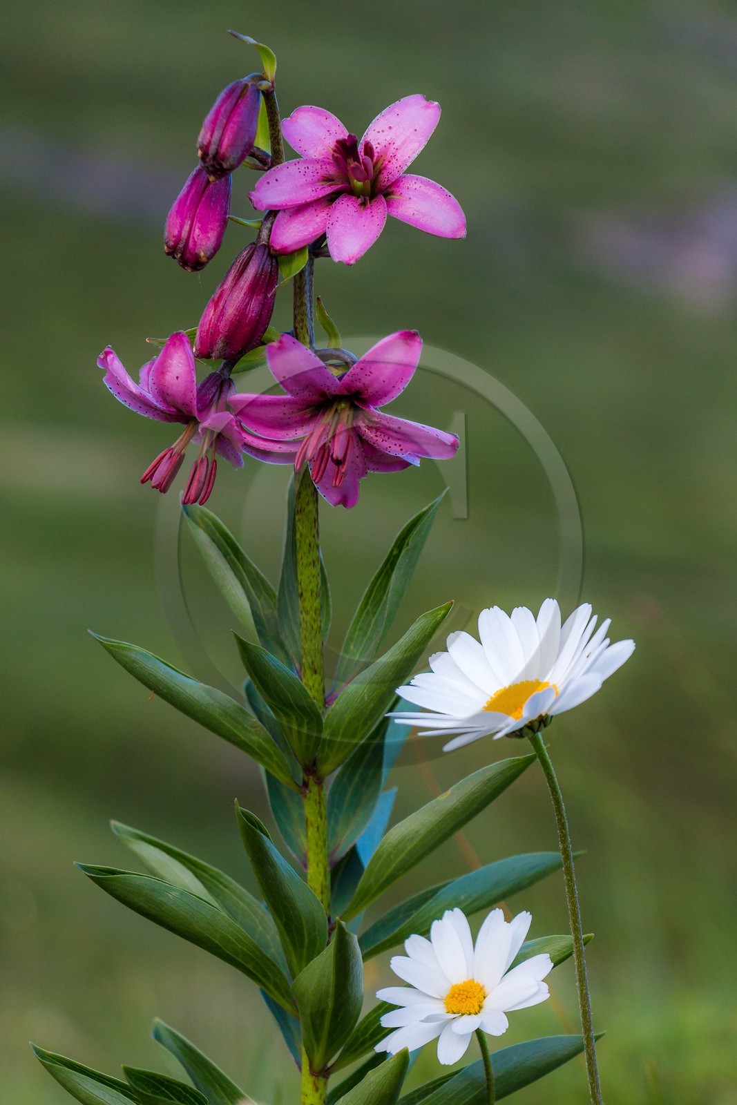 Lis martagon, Lilium martagon