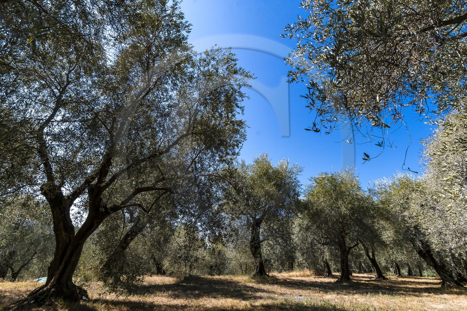 Spéracèdes, Campagne du Virat, Claude Martin, oléicultrice