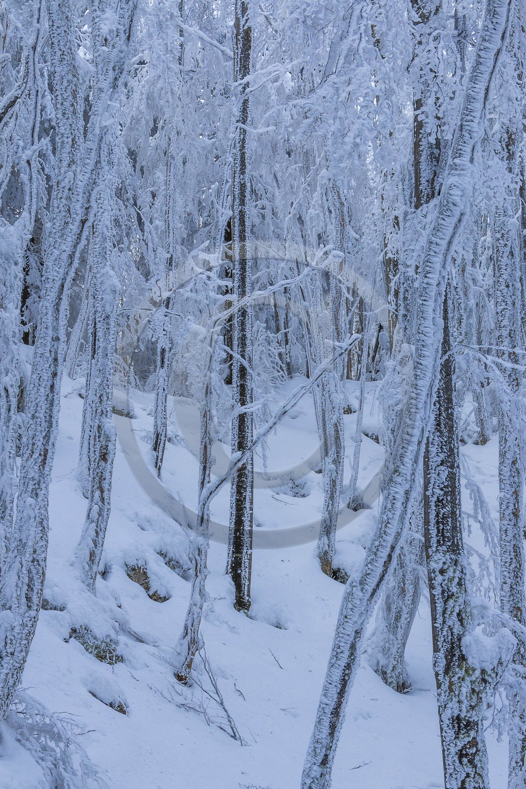 ENS de l'Isère, Les Ecouges