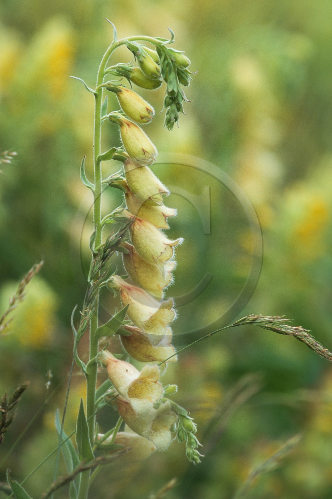 Digitale Jaune, Digitalis lutea