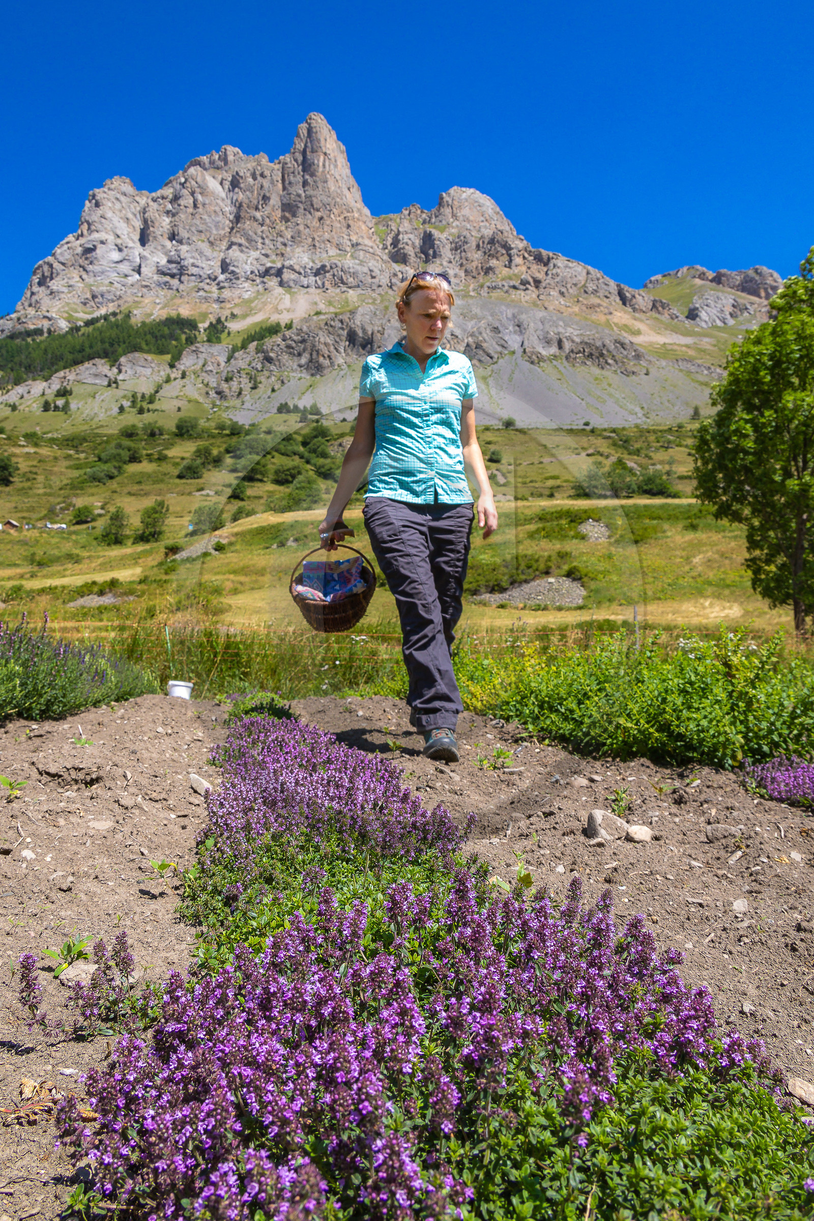 Les cueillettes du Lauzet