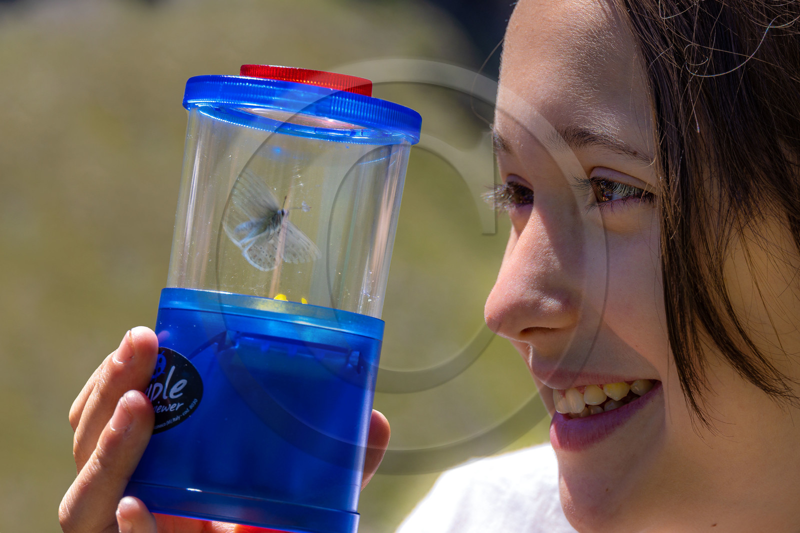 Observation de papillon