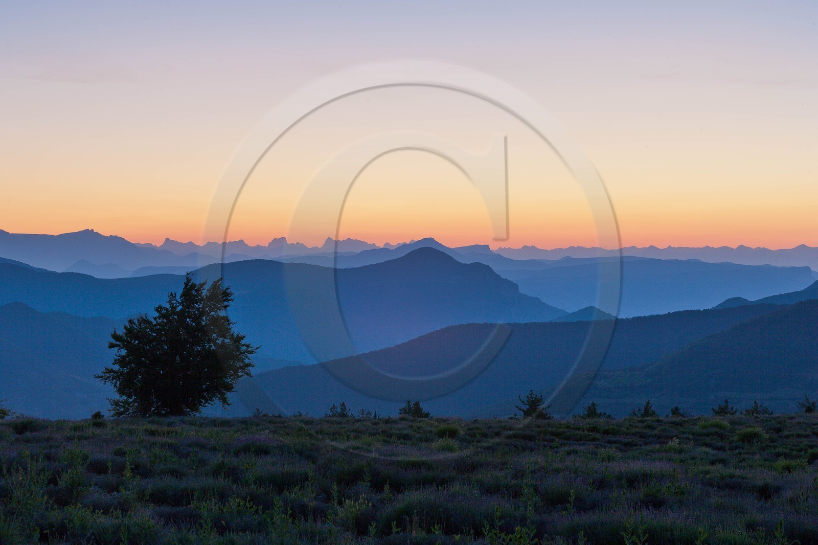 Champs de lavandes et la chaine des Ecrins