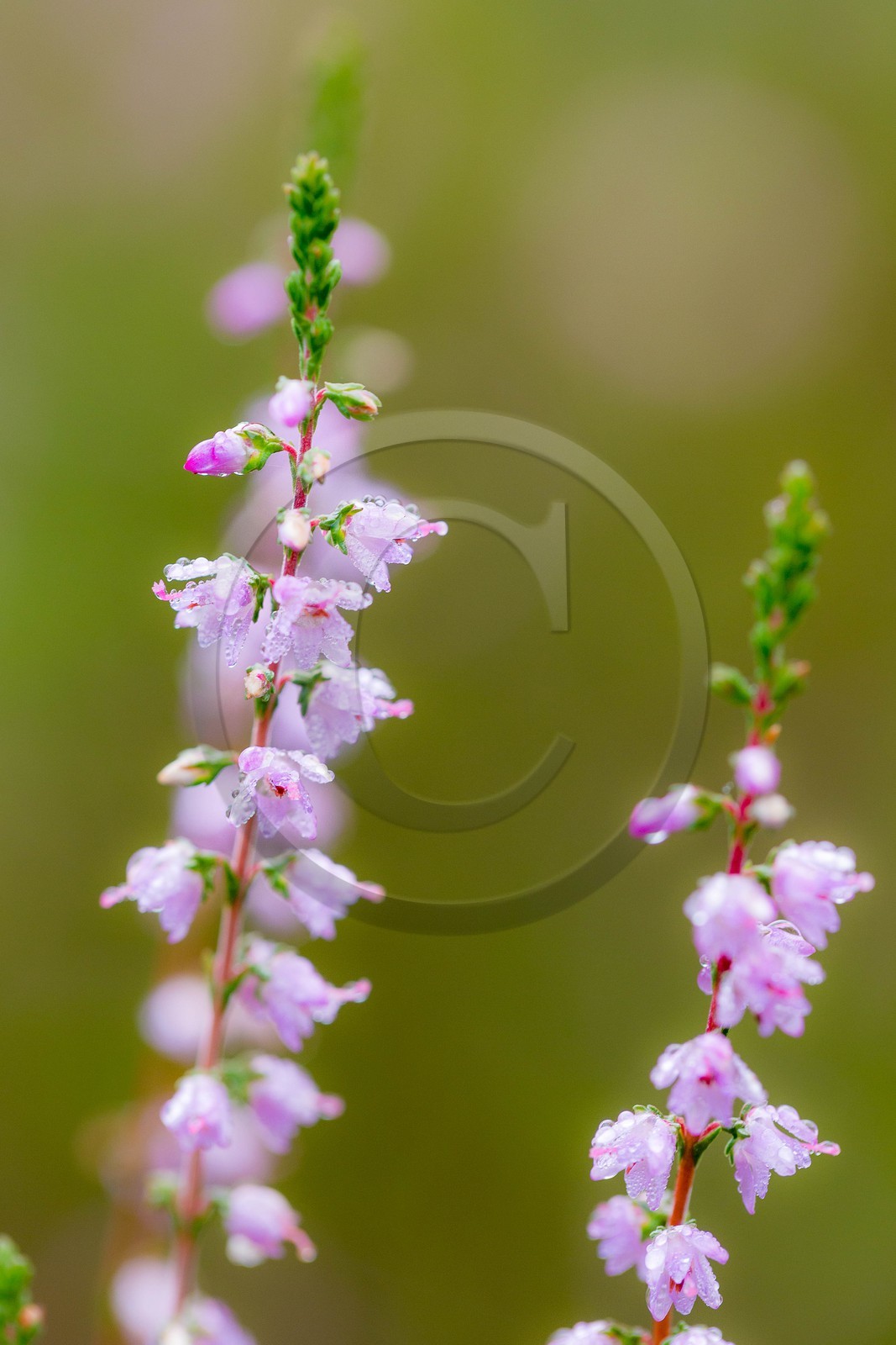 ENS de l'Isère, Tourbière des Planchettes