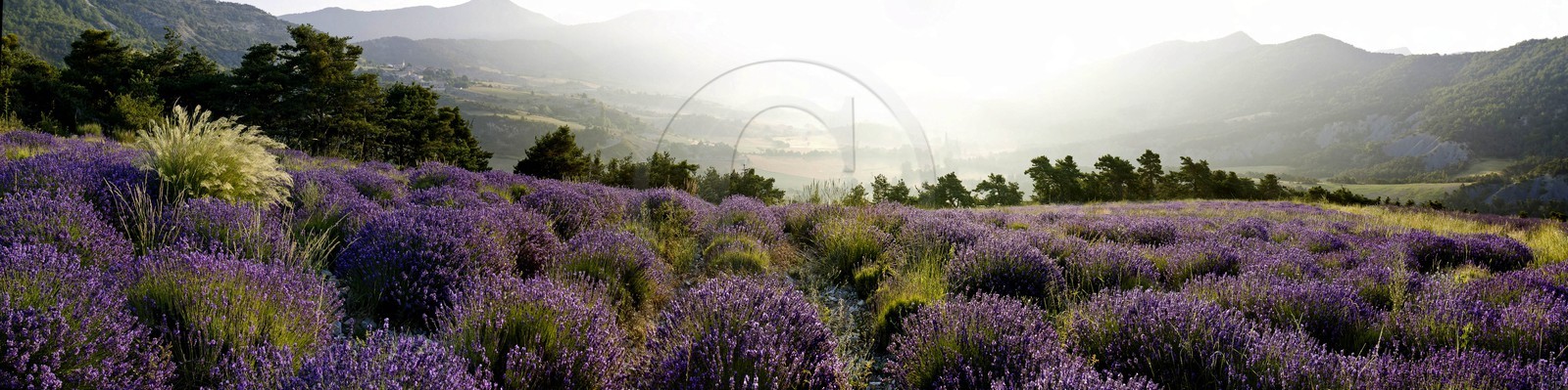 Étoile-Saint-Cyrice, champs de lavande