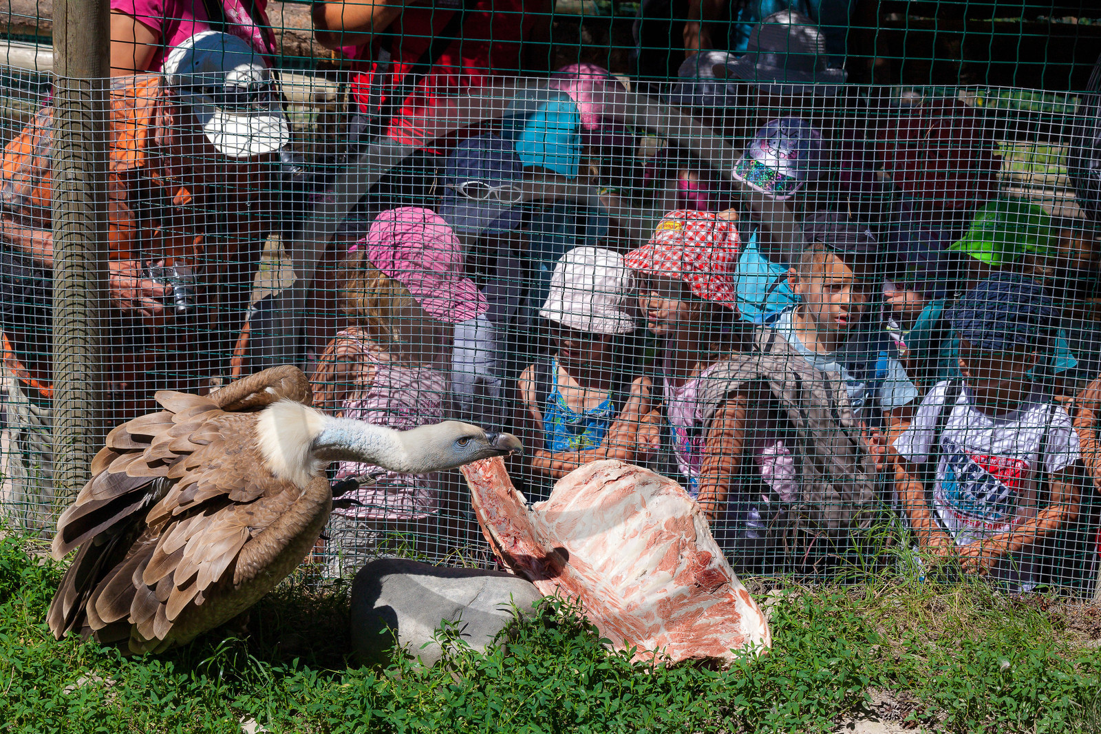 Parc animalier de Serre-Ponçon, vautour fauve, Gyps fulvus