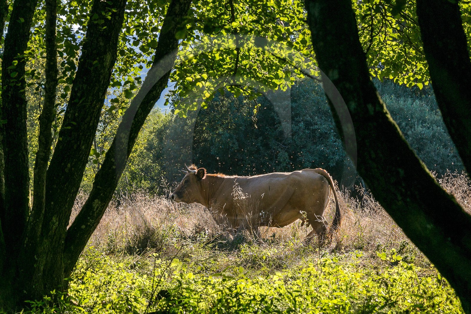 ENS de l'Isère, Tourbières de l'Herretang