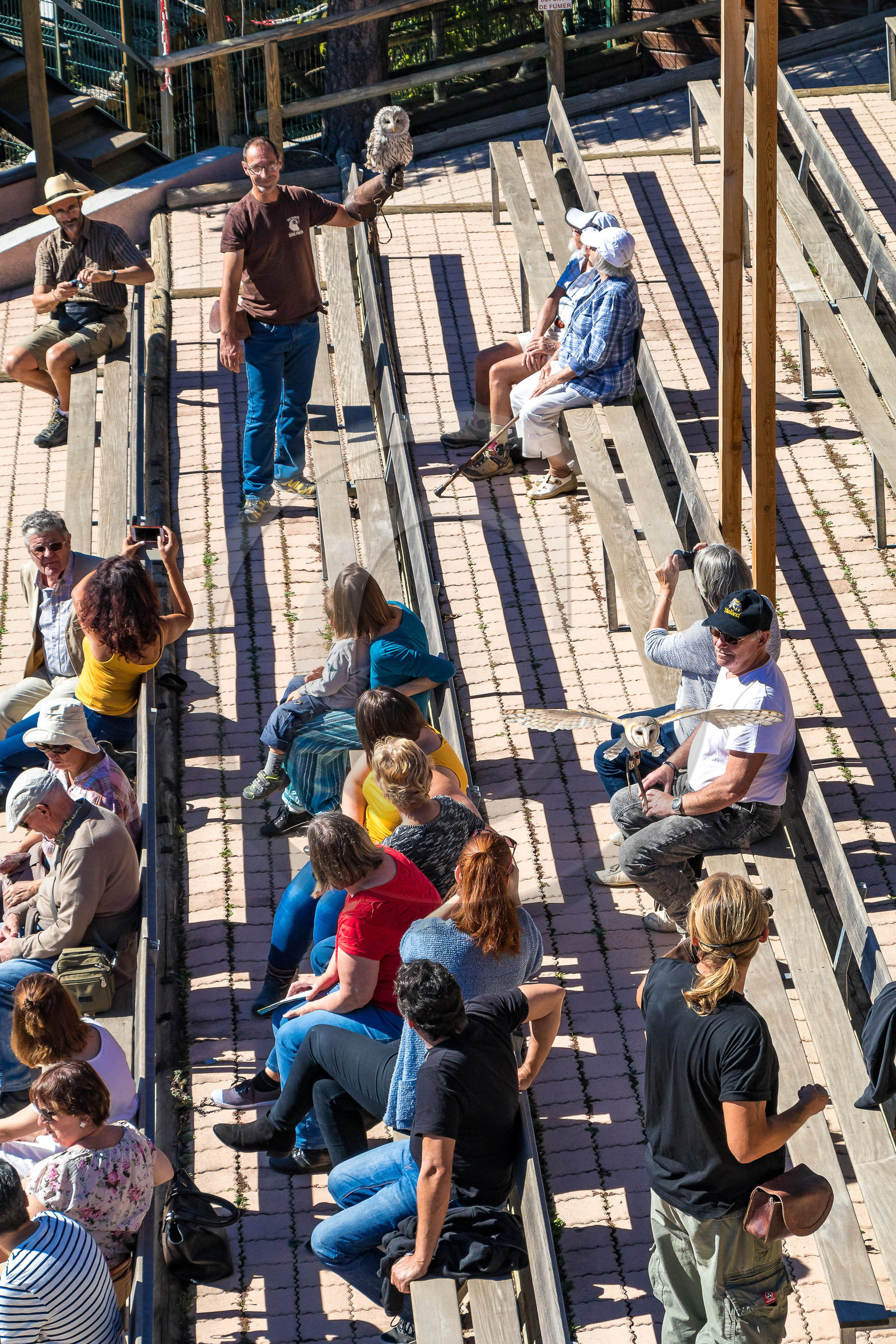 Parc animalier de Serre-Ponçon, Chouette effraie (Tyto alba)