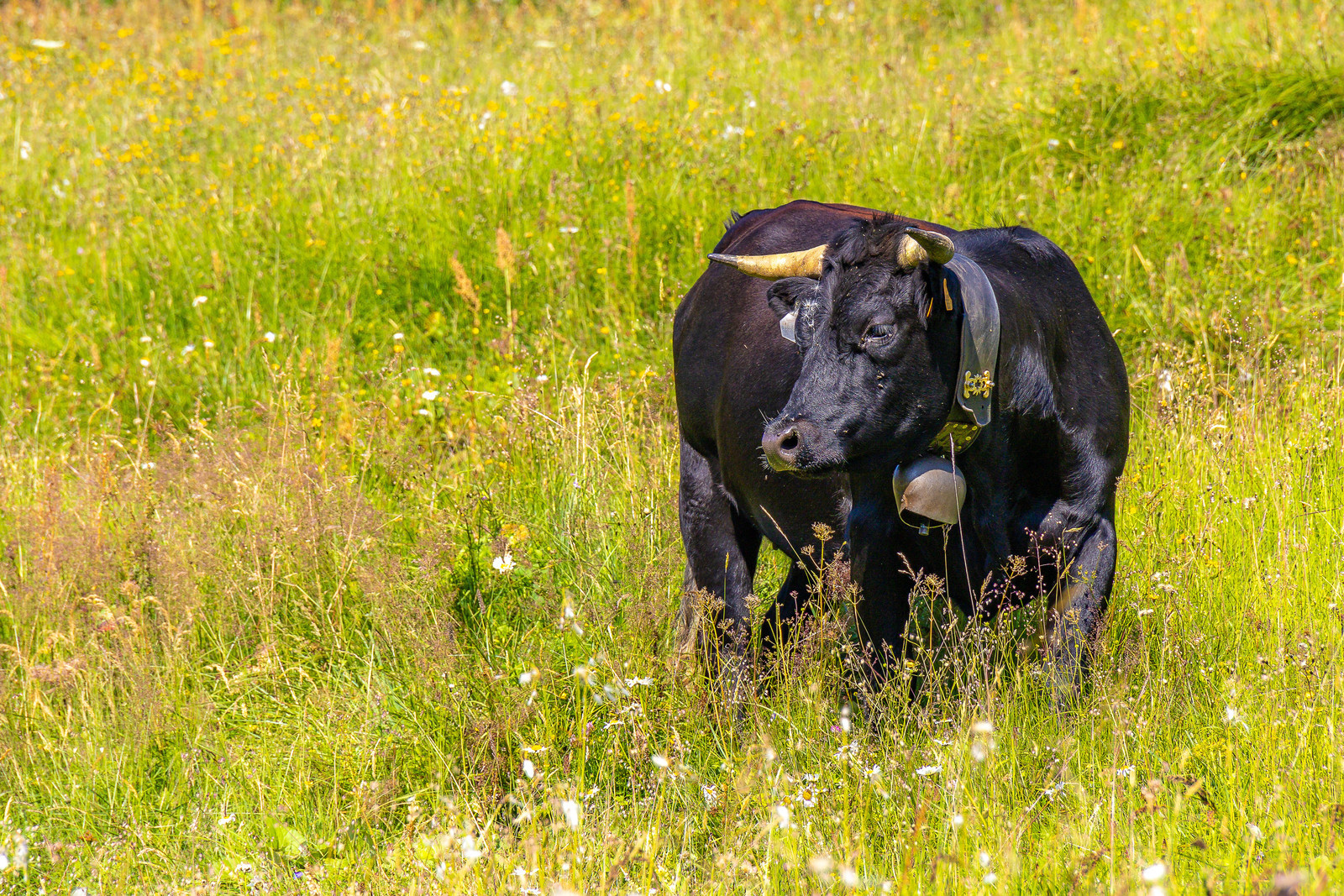 Réserve Naturelle des Contamines-Montjoie