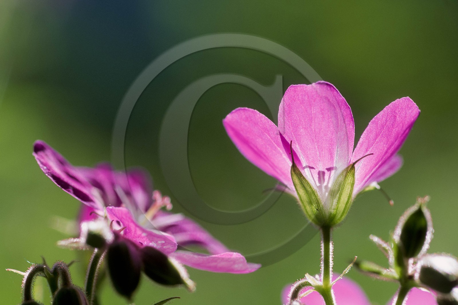 Géranium des bois; Geranium silvaticum
