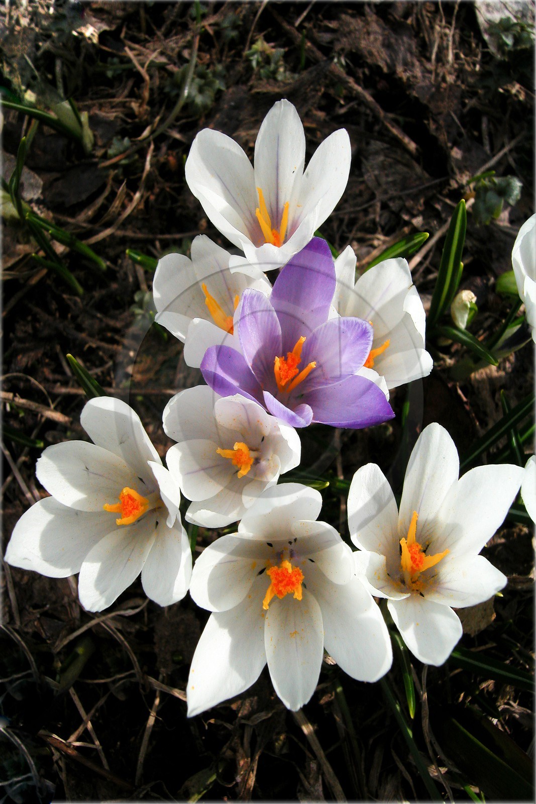 Crocus printanier,  Crocus vernus