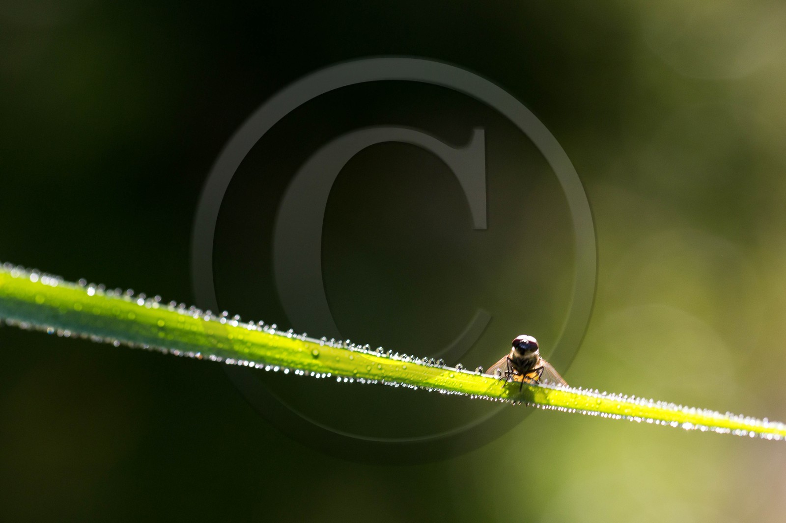 ENS de l'Isère, espace alluvial de la Rolande