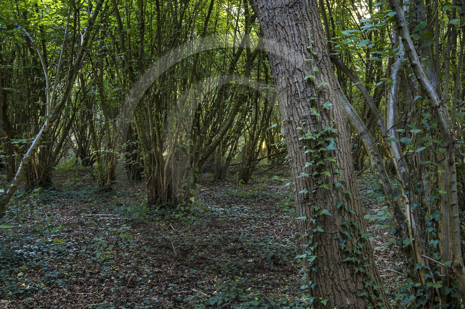 ENS de l'Isère, Prairies inondables de Pont-Évêque