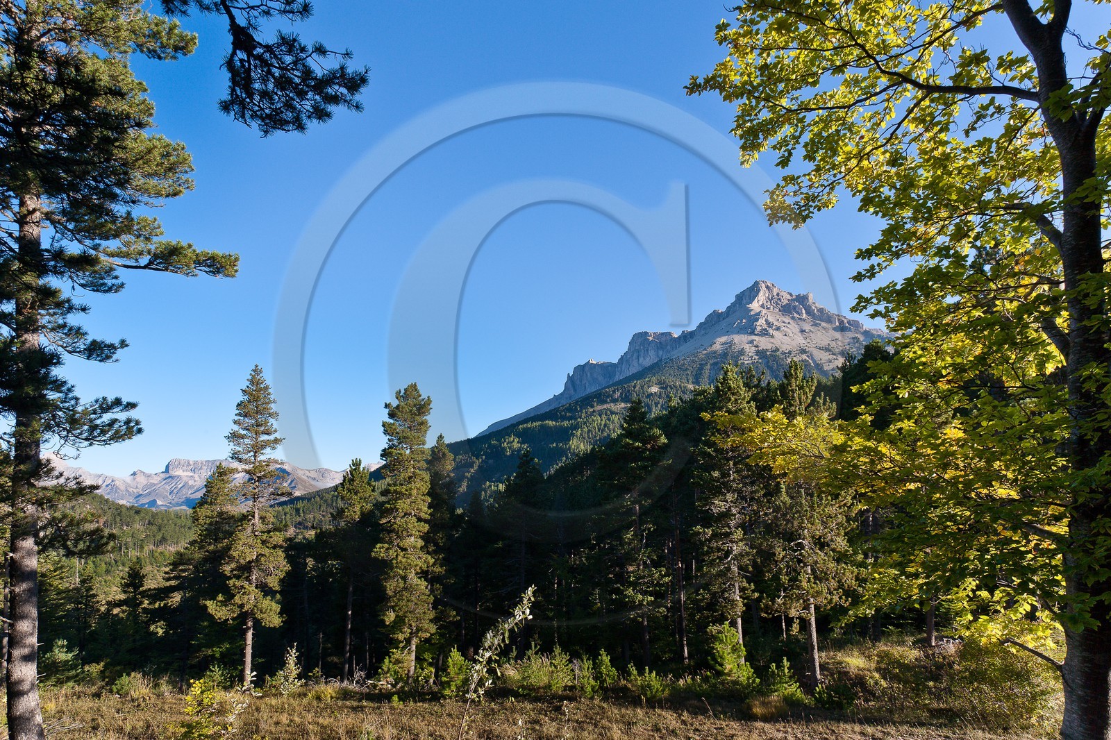 Forêt domaniale des Sauvas