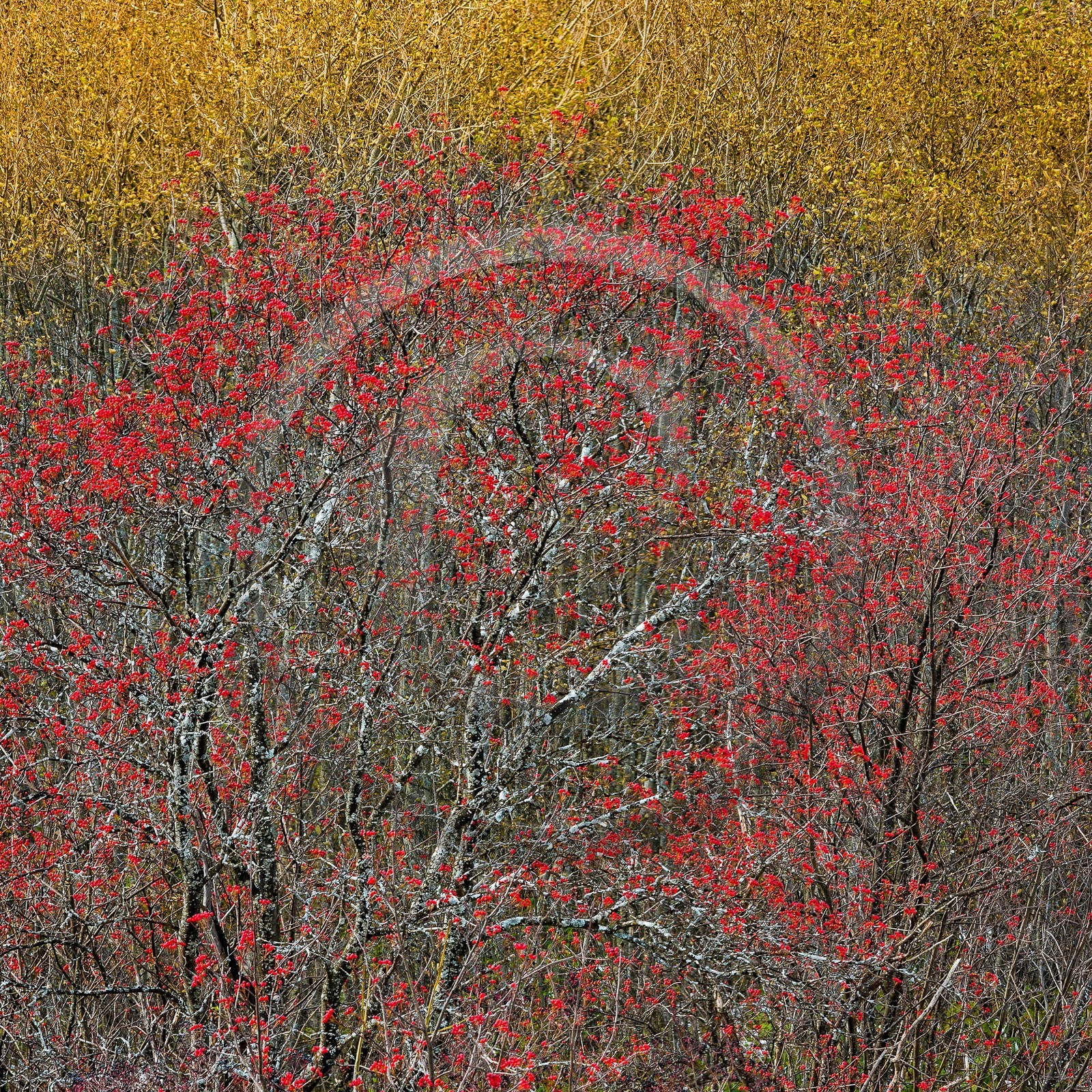 Col d'Ornon, sorbier des oiseleurs (Sorbus aucuparia L.)