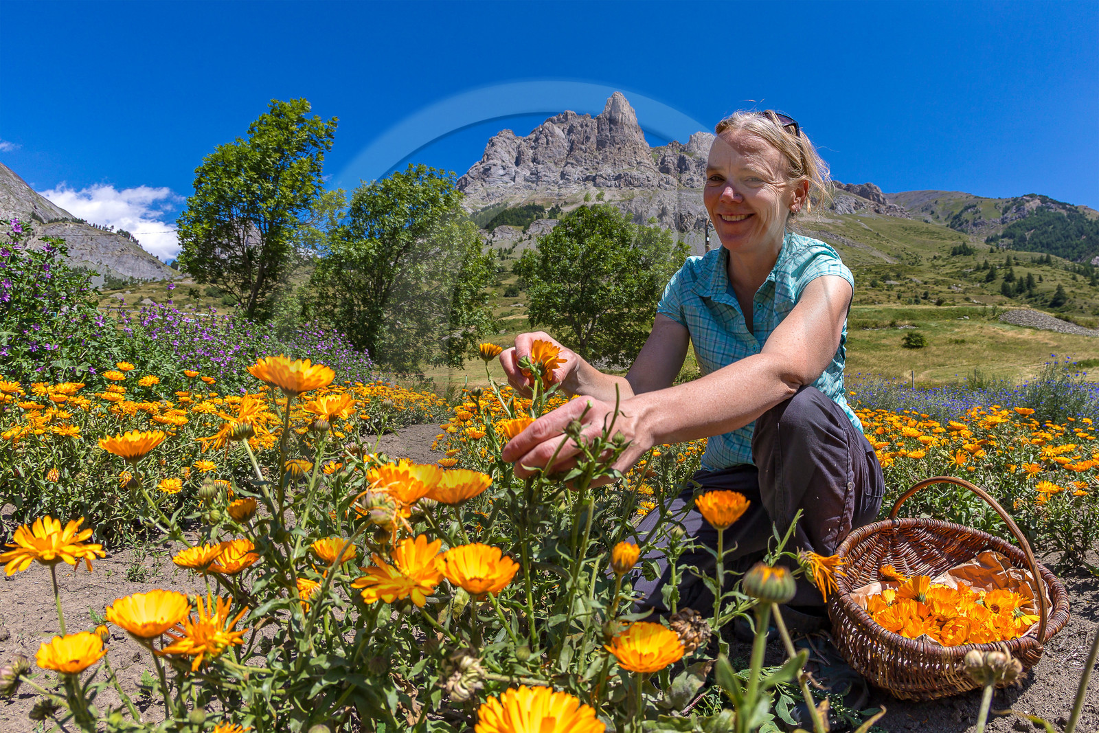 Les cueillettes du Lauzet
