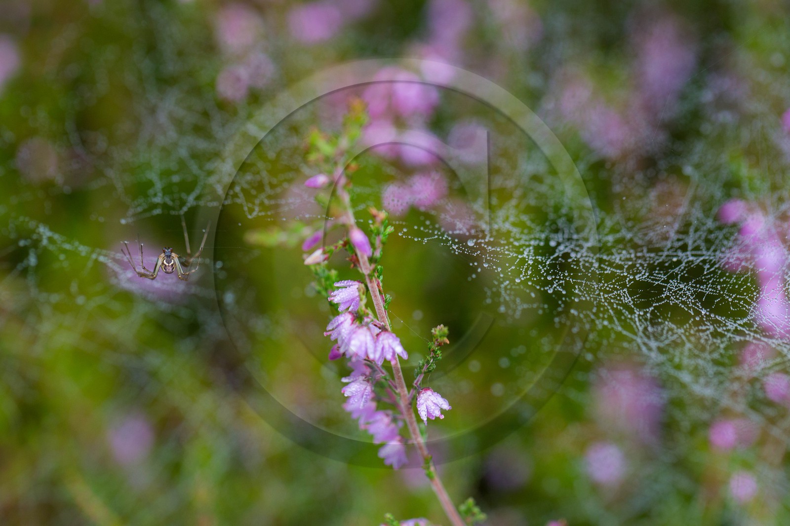 ENS de l'Isère, Tourbière des Planchettes