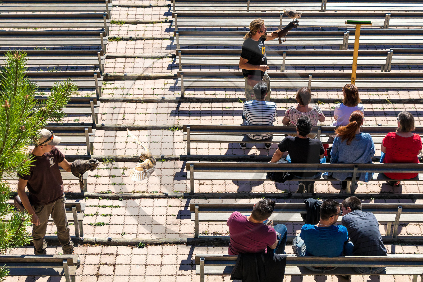 Parc animalier de Serre-Ponçon, Chouette effraie (Tyto alba)