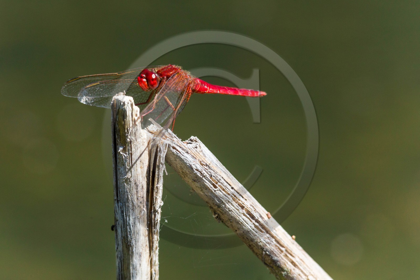ENS de l'Isère, espace alluvial de la Rolande, Sympétrum sanguin (Sympetrum sanguineum)