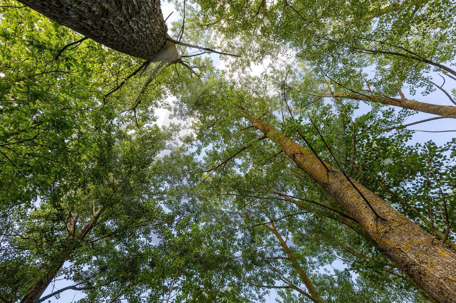 ENS de l'Isère, Marais de Chirens
