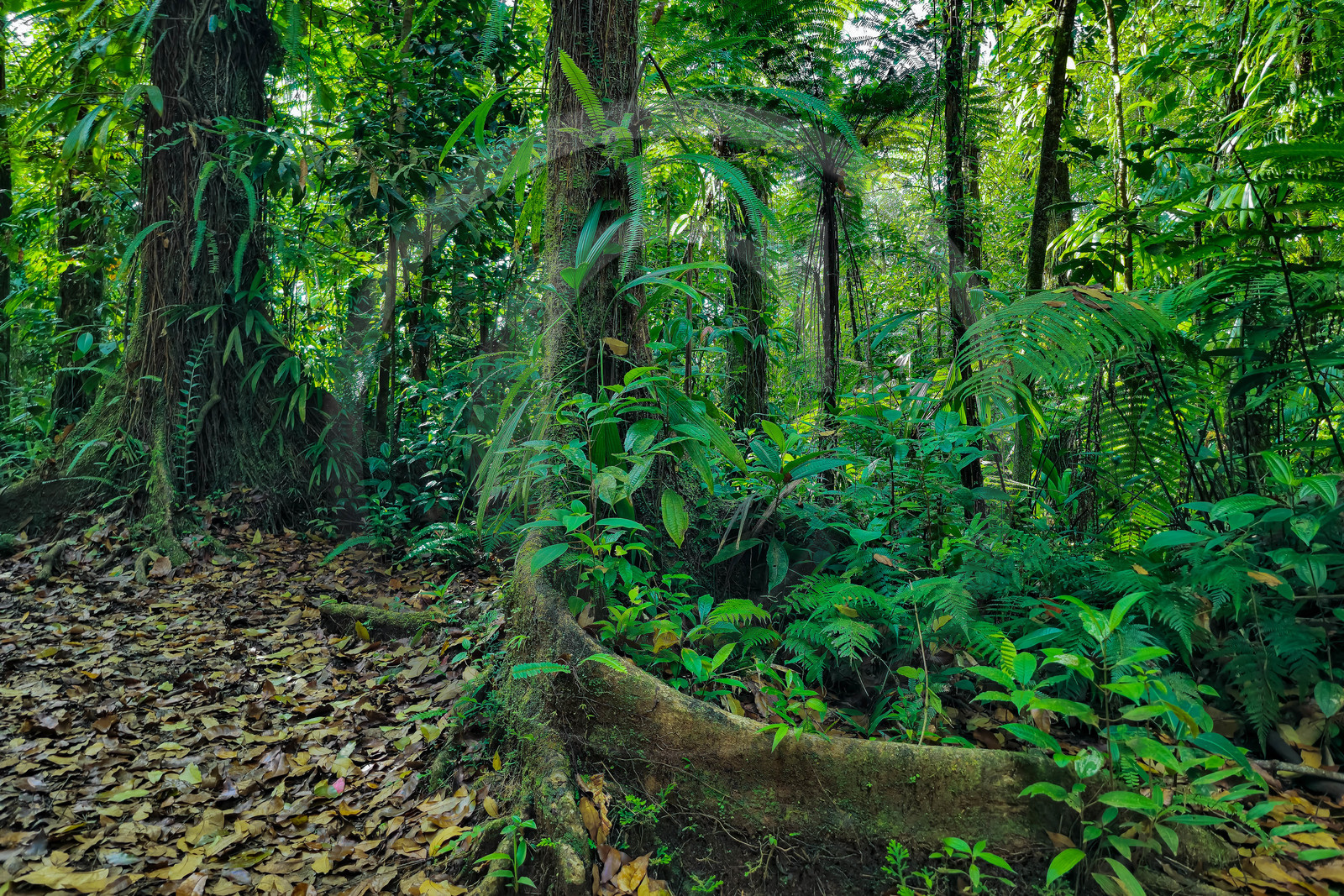 Forêt tropicale, Parc national de la Guadeloupe