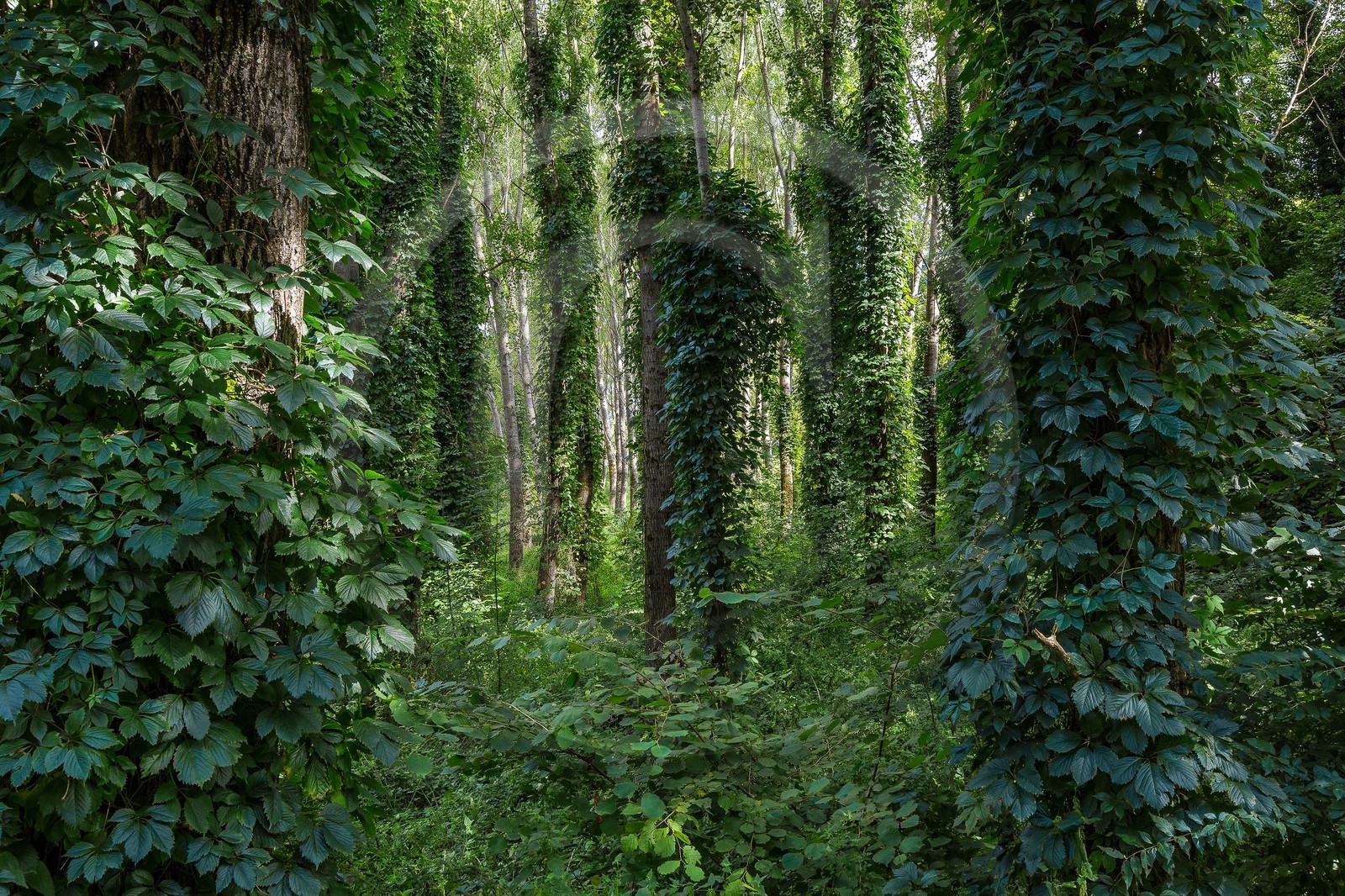 ENS de l'Isère, Boucle des Moïles