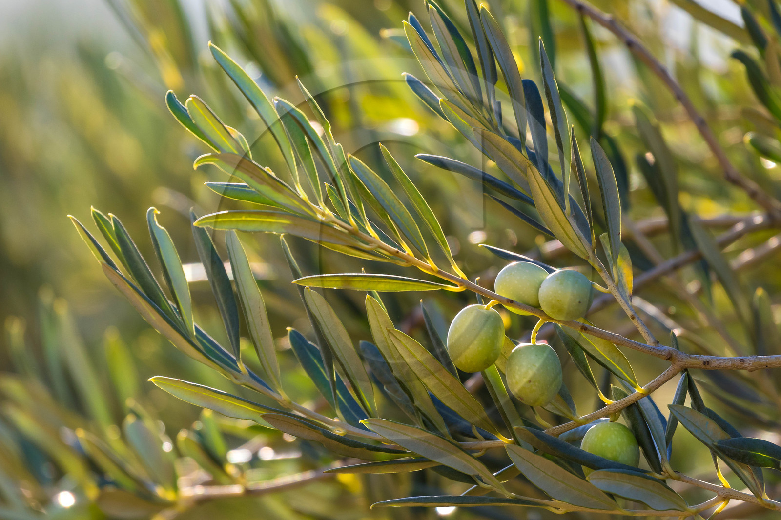 Oliveraie de la vallée des Baux de Provence
