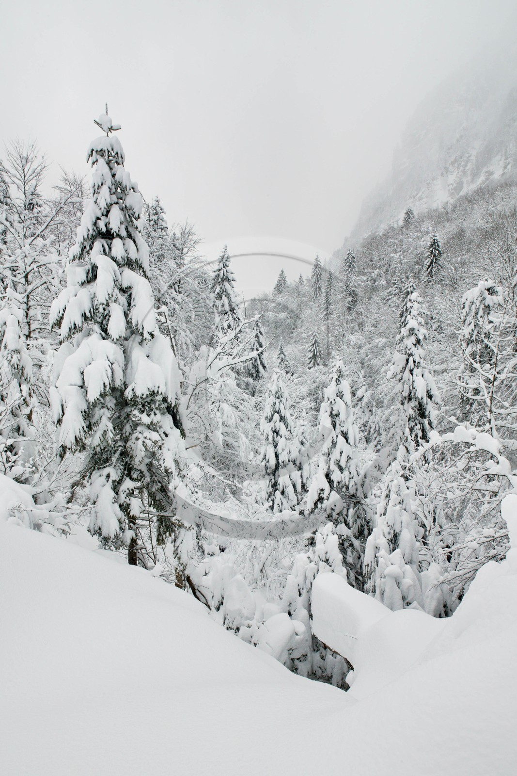 Réserve naturelle de Sixt-Passy, Le Giffre, Sixt-Fer-à-Cheval