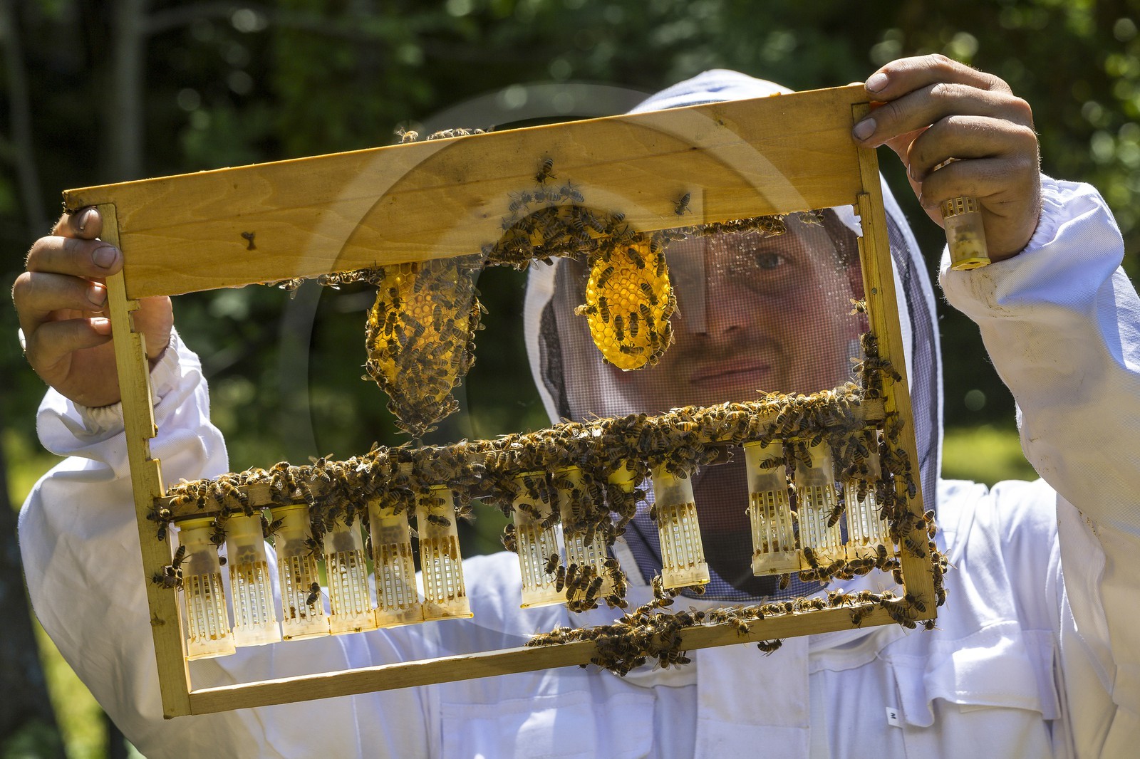 Mathieu Picavet, apiculteur