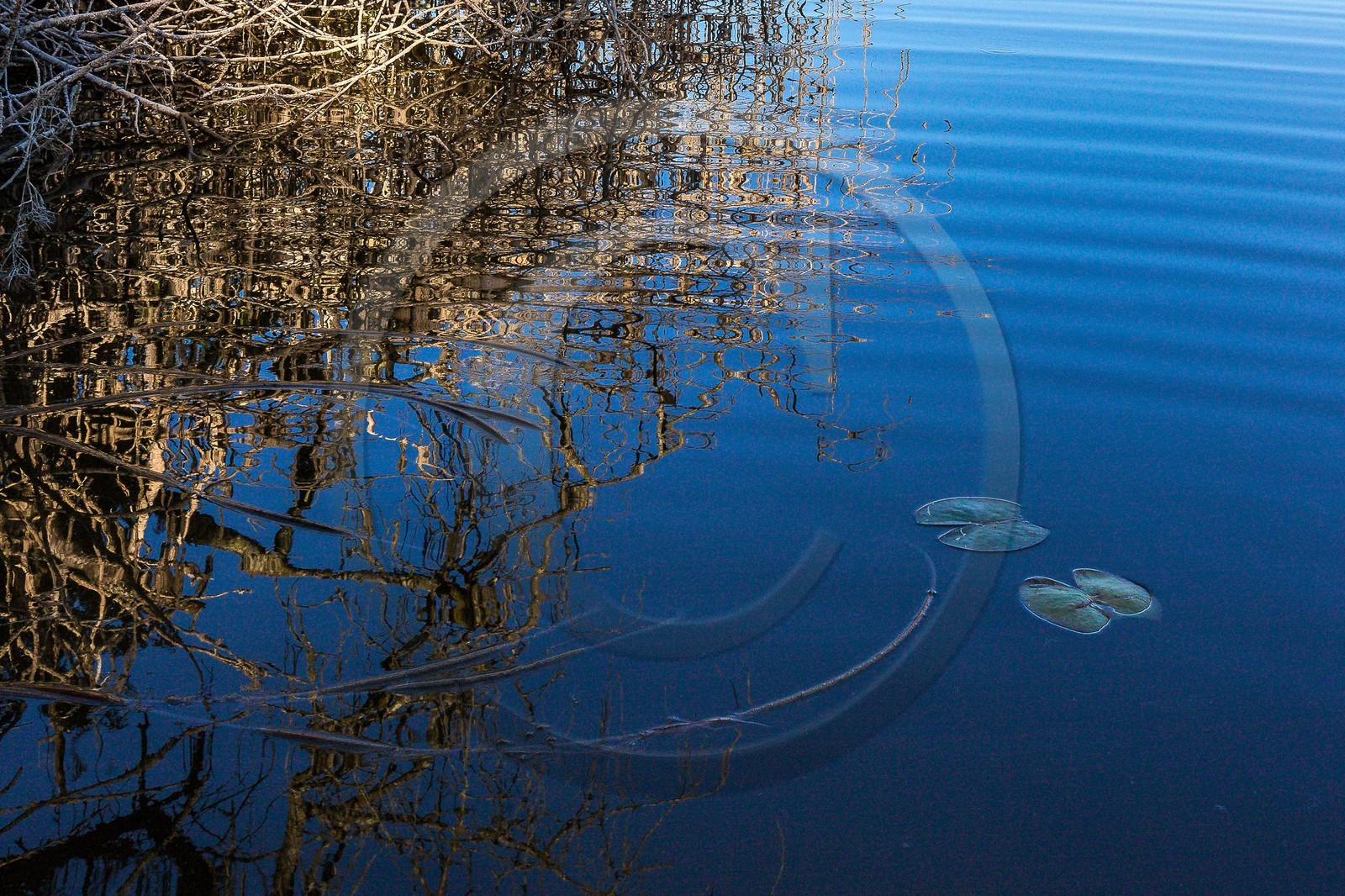 ENS de l'Isère, étang de Montjoux