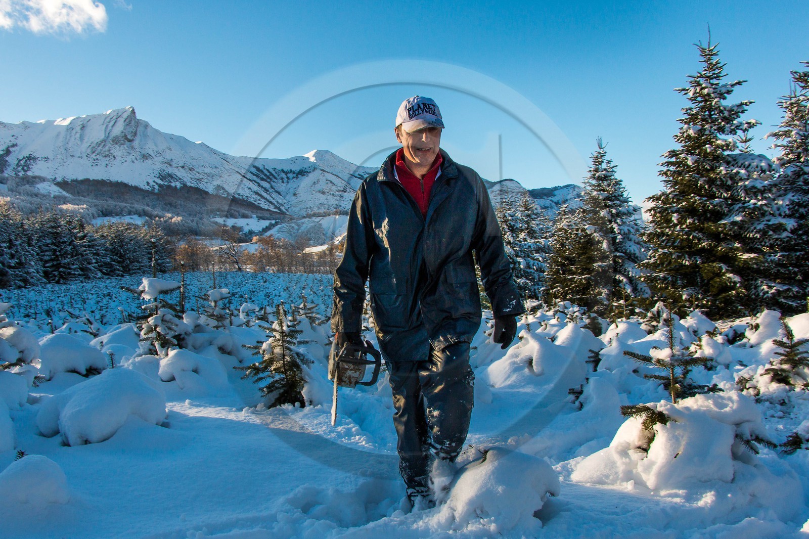 Pépinière Robin, producteur de sapin de Noël