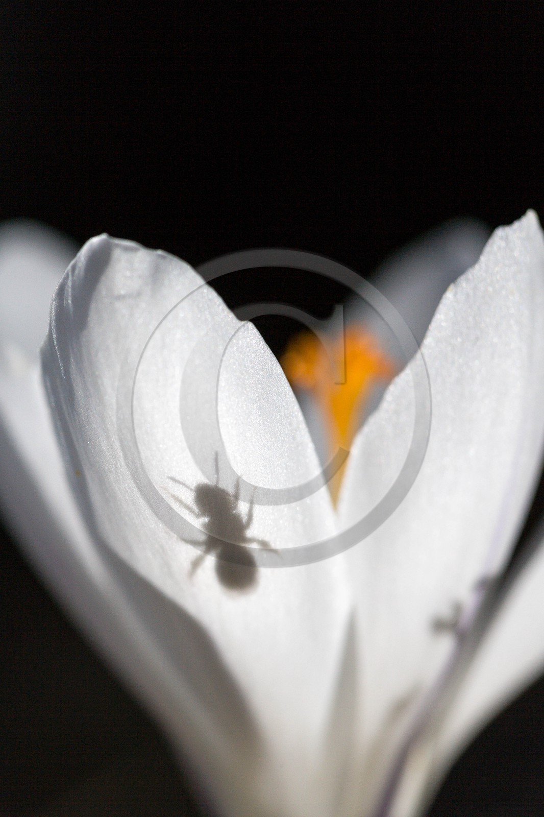 Crocus printanier,  Crocus vernus