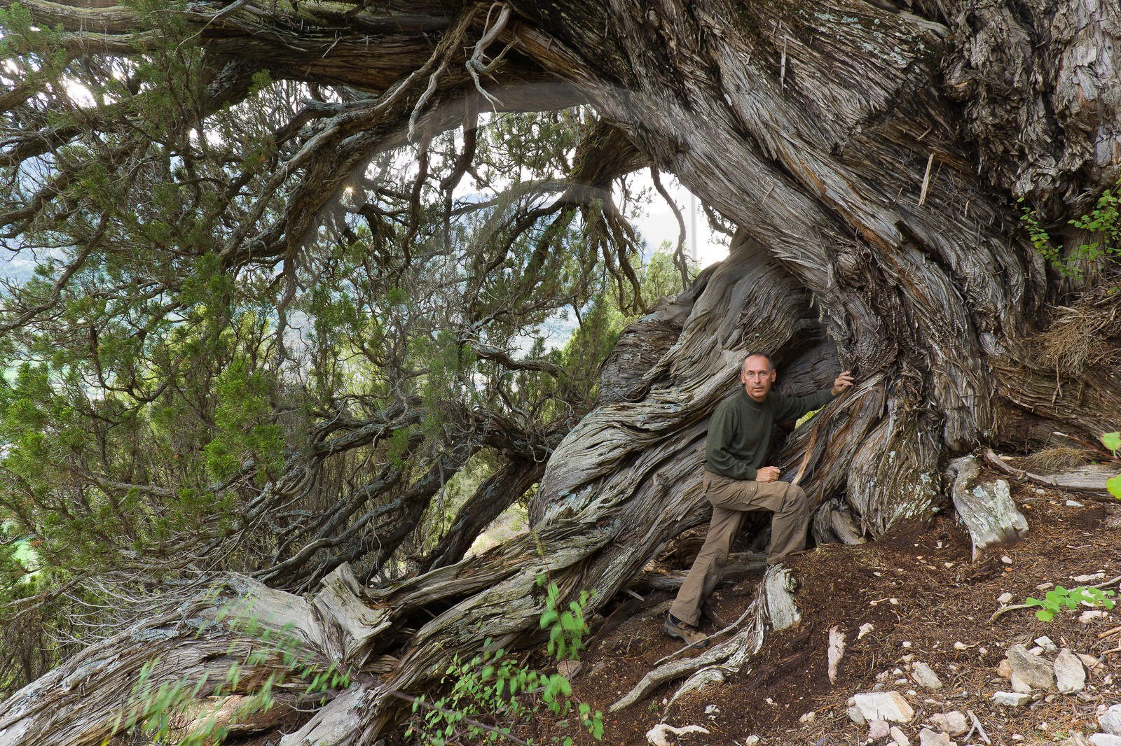 Thurifaie de St Crépin