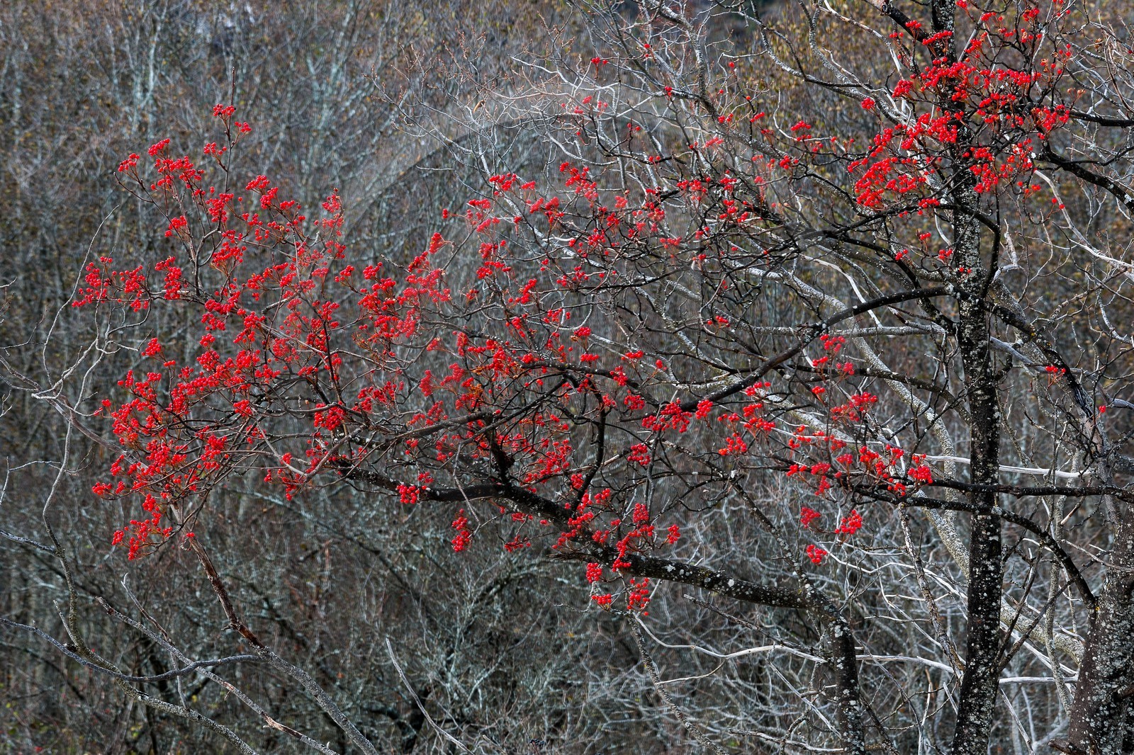 Col d'Ornon, sorbier des oiseleurs (Sorbus aucuparia L.)