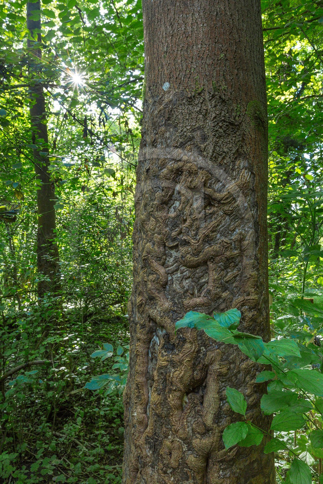 ENS de l'Isère, étang de Mai