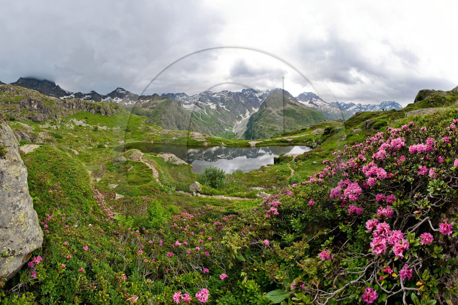 Lac du Lauzon et rhododendron frrugineux ( Rhododendron ferrugin