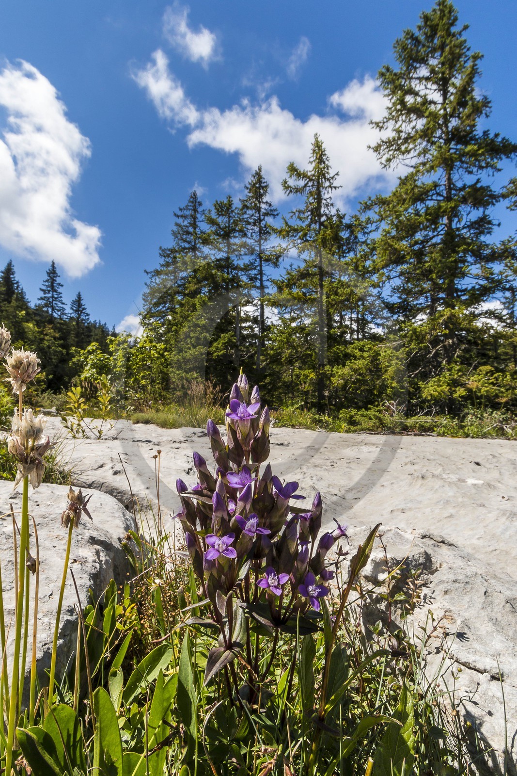 ENS de l'Isère, Plateau de la Molière et du Sornin