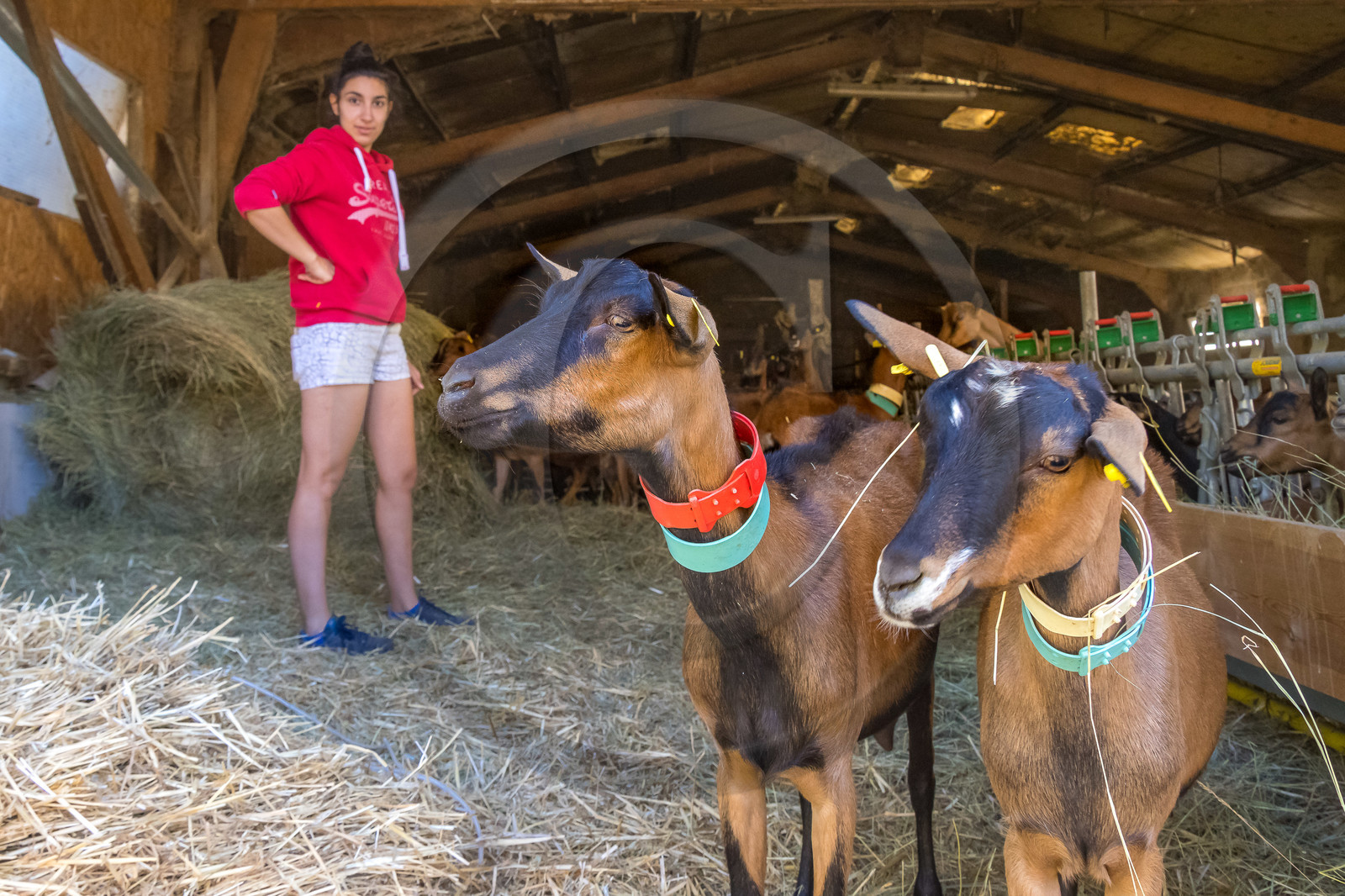 Gaec La Ferme des Ecrins