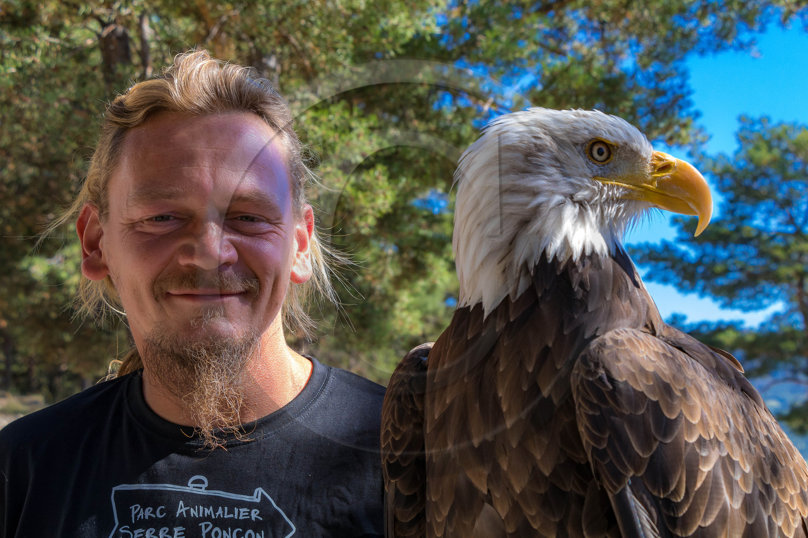 Parc animalier de Serre-Ponçon, Pygargue à tête blanche, Haliaeetus leucocephalus