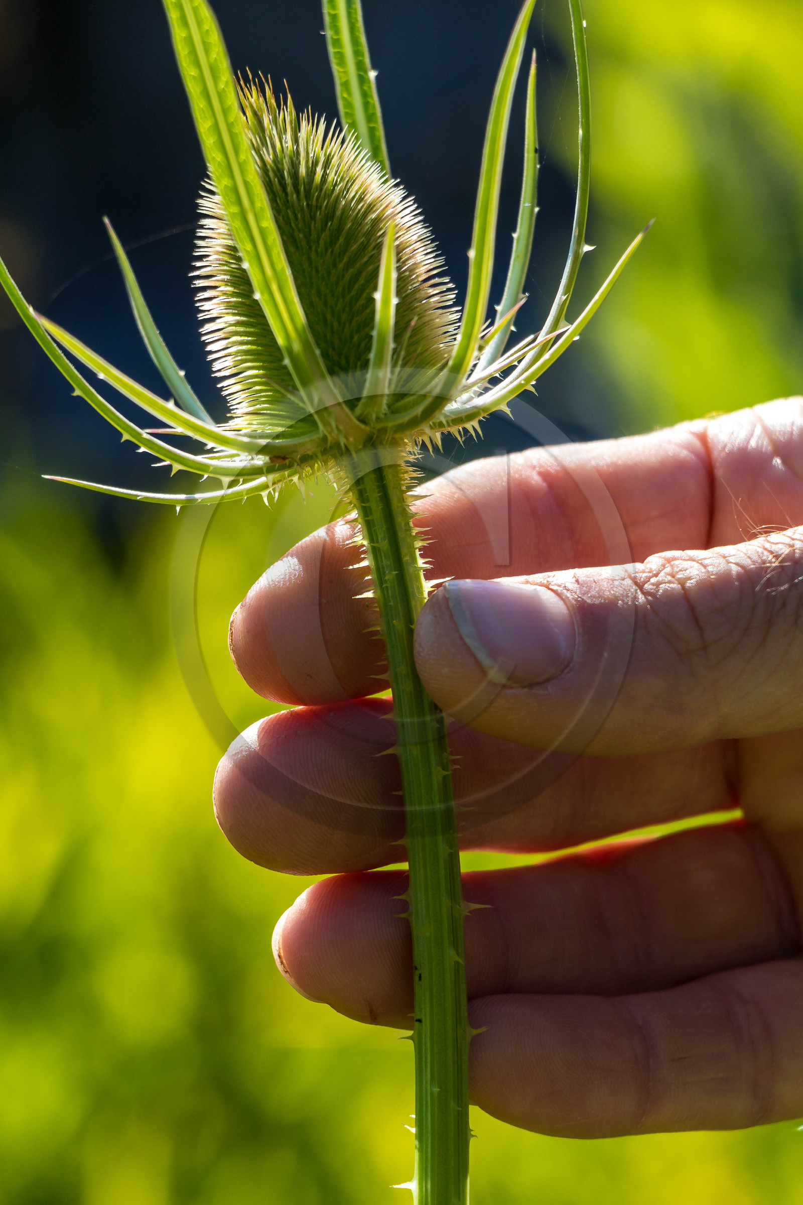 Jardin des Cinq Sens