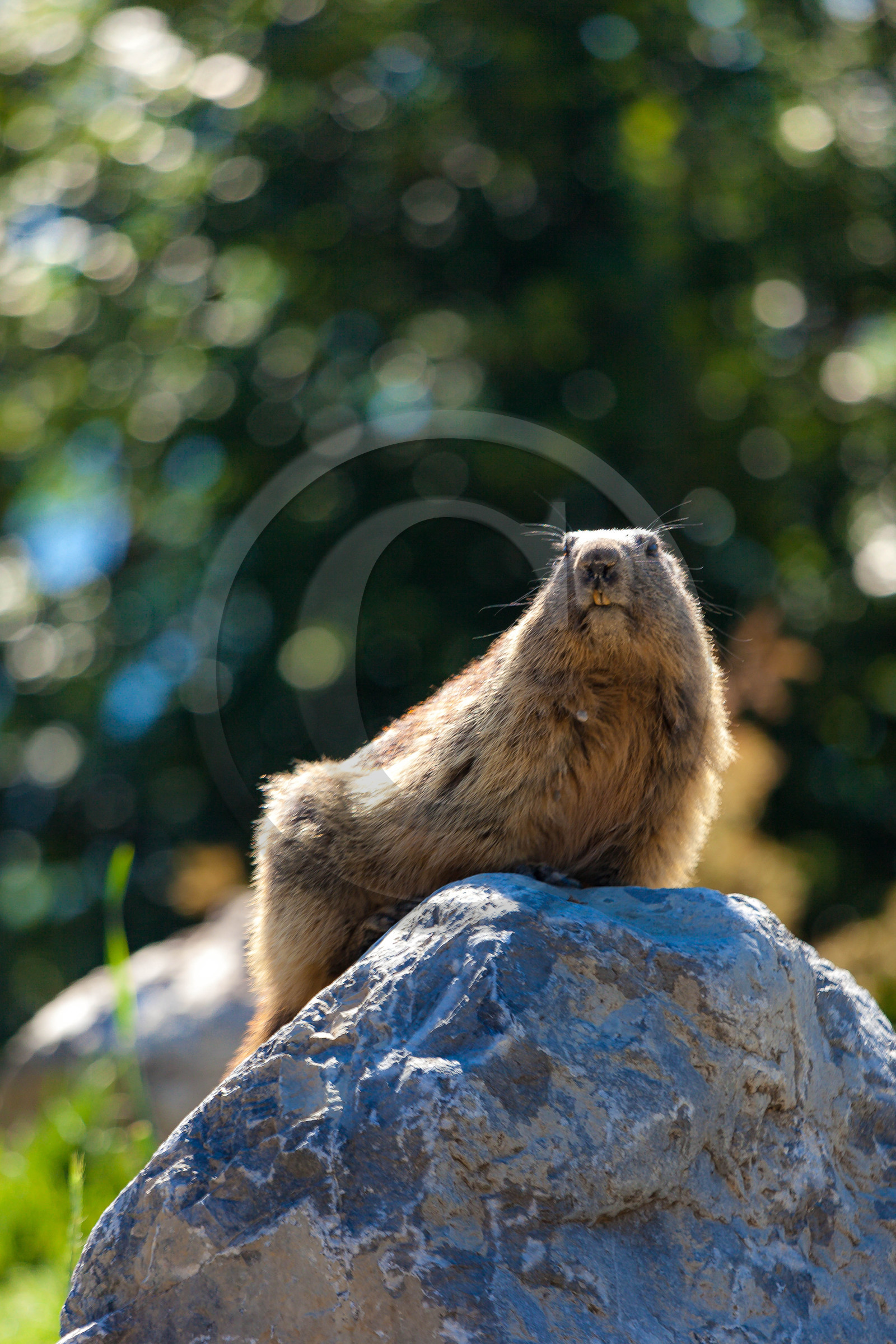 Parc animalier de Serre-Ponçon, vautour fauve, Gyps fulvus