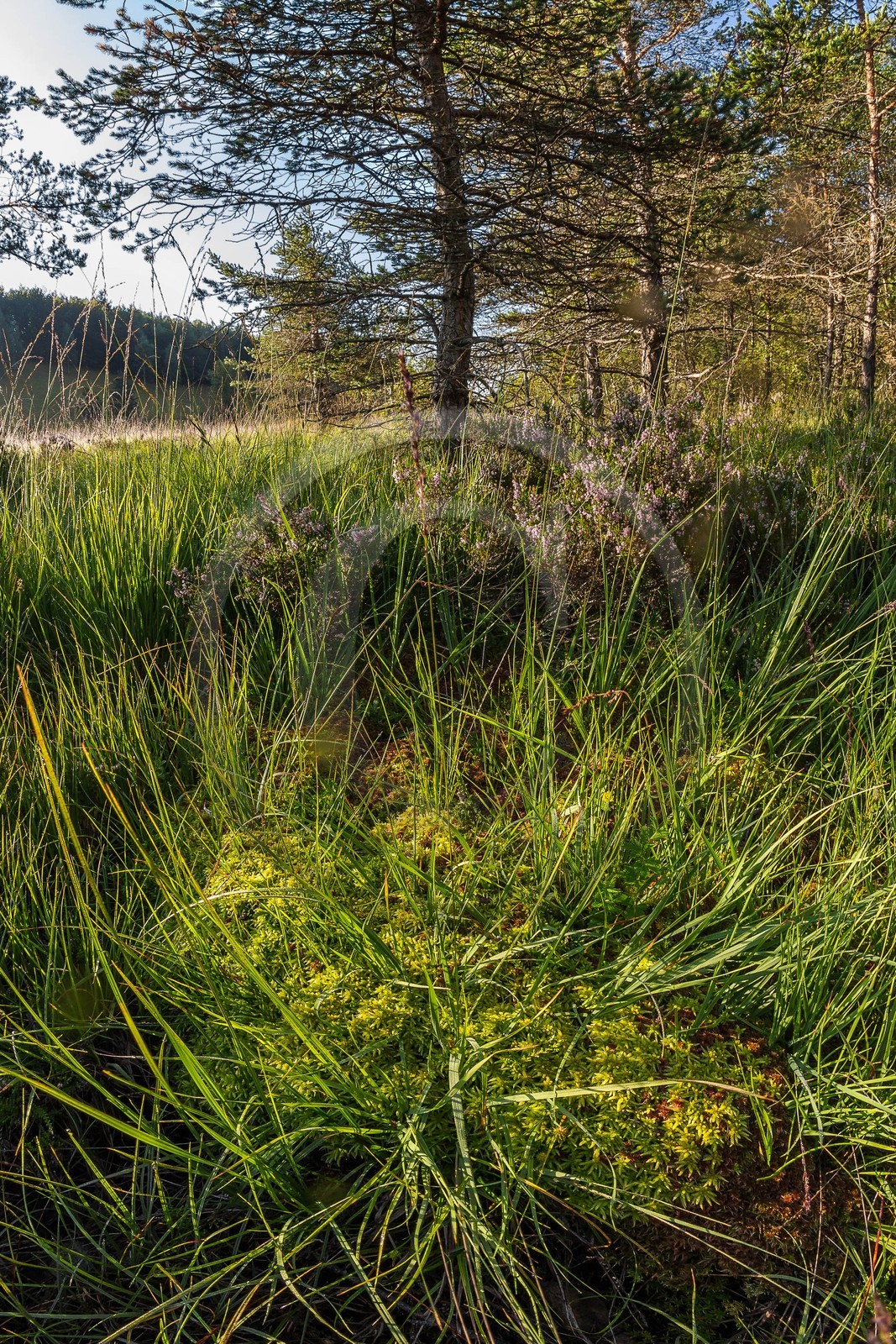 ENS de l'Isère,Tourbières du Peuil