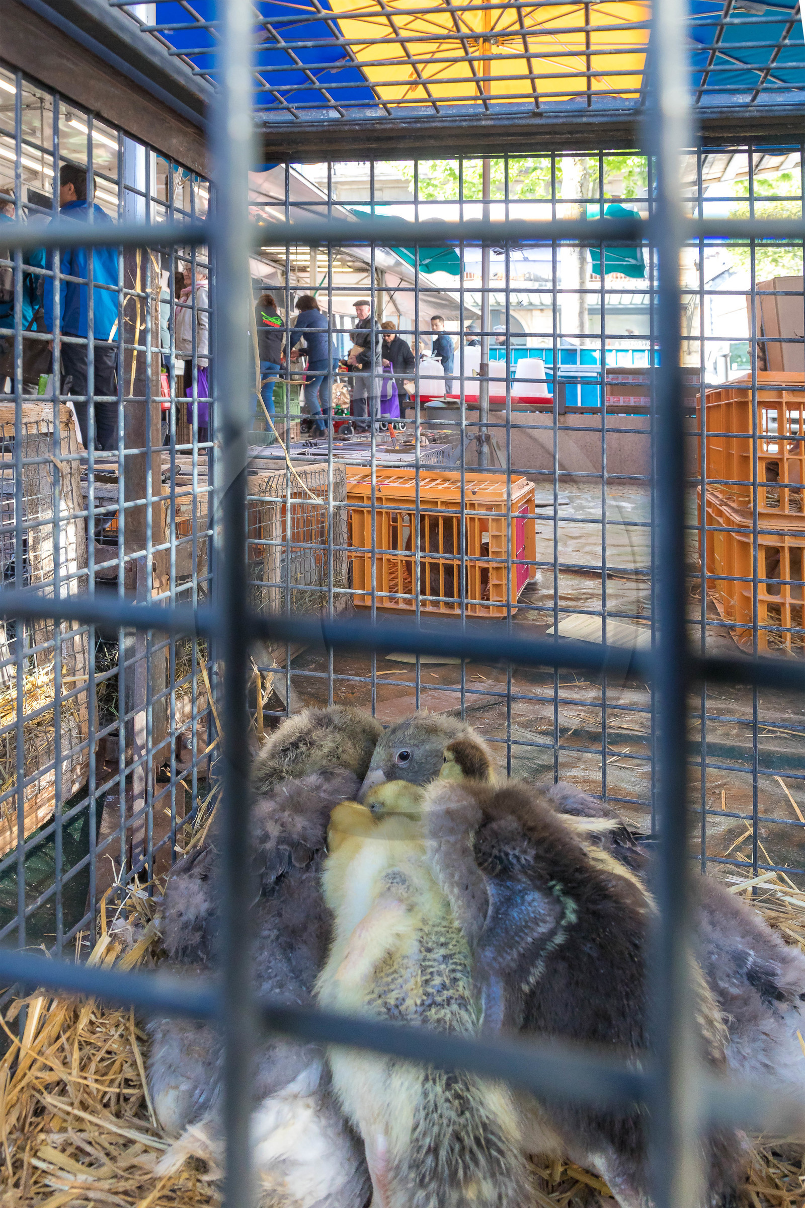 Chambéry, sur le marché du samedi